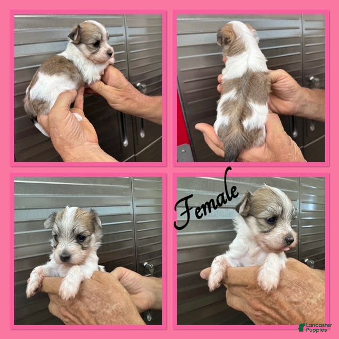 Morkie dogs for sale: Hazel - Image 1