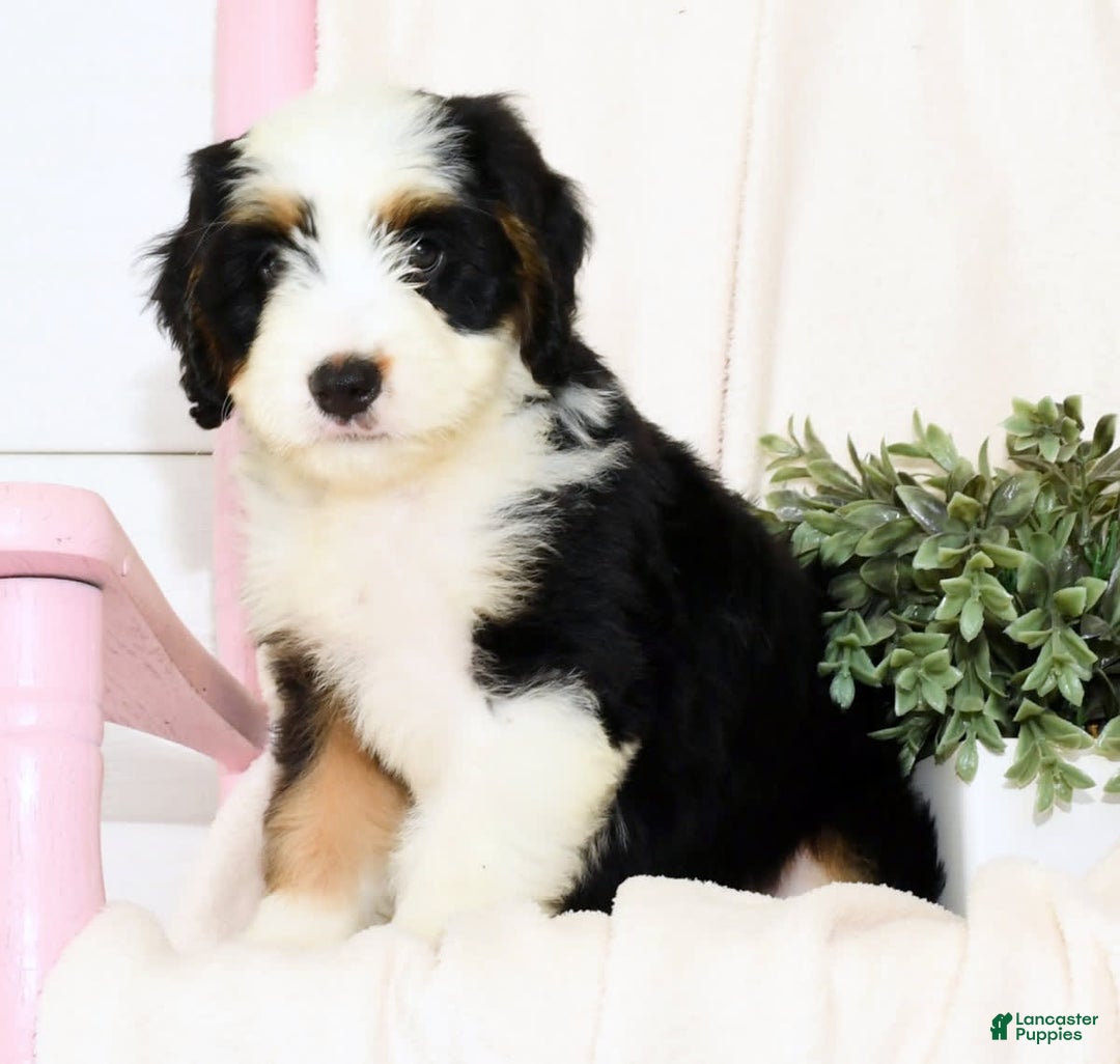 Mini Bernedoodle dogs for sale: Dawn - Image 8