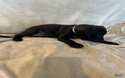 German Shepherd dogs for sale: Lilith - Image 2