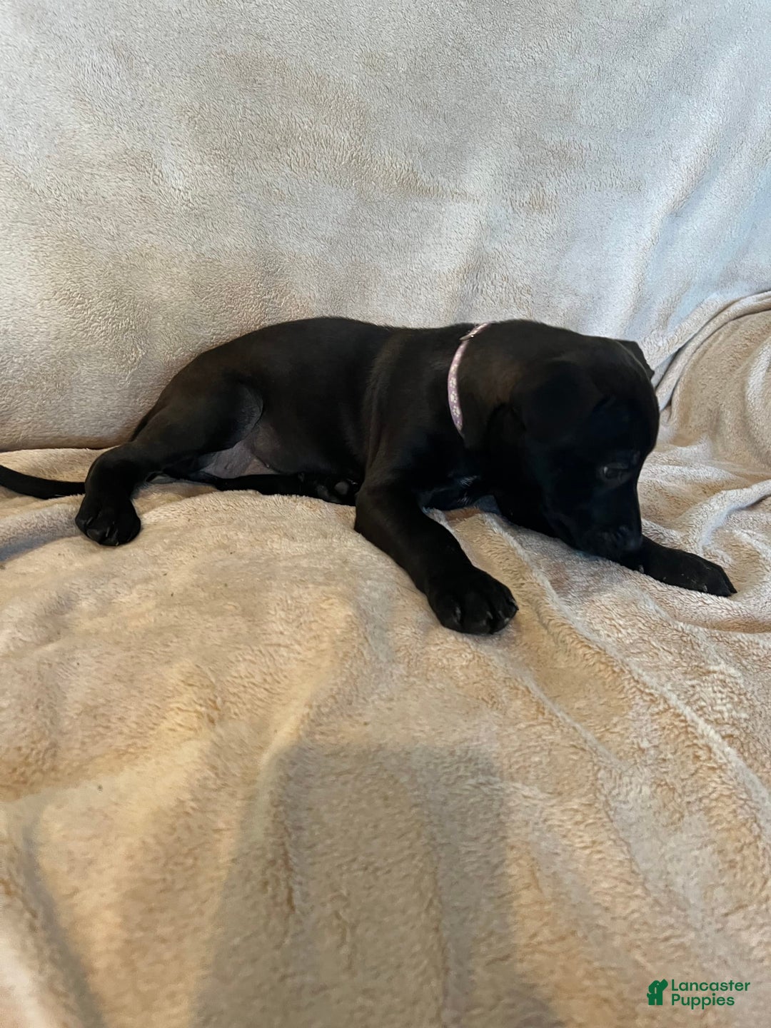 German Shepherd dogs for sale: Lilith - Image 2