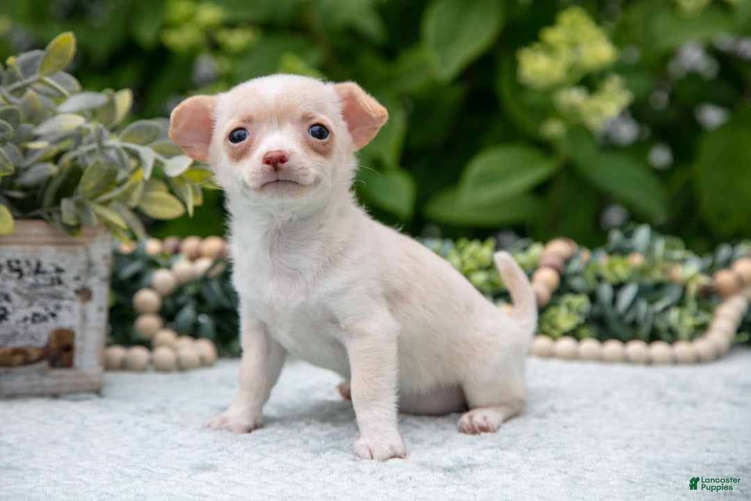 Chihuahua dogs for sale: Caramel - Image 2
