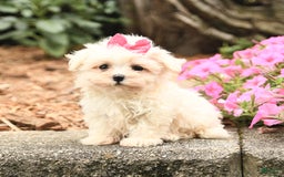 Maltese dogs for sale: Lacey - Image 1