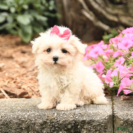 Maltese dogs for sale - Ad 1