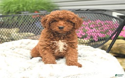 Mini Goldendoodle dogs for sale: Lacey - Image 14
