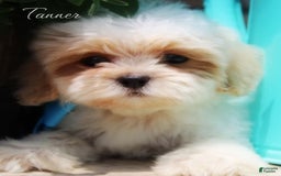 Shihpoo dogs for sale: Tanner - Image 2