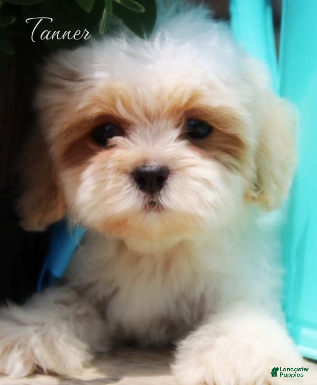 Shihpoo dogs for sale: Tanner - Image 2
