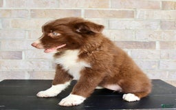Australian Shepherd dogs for sale: Tracy - Image 5
