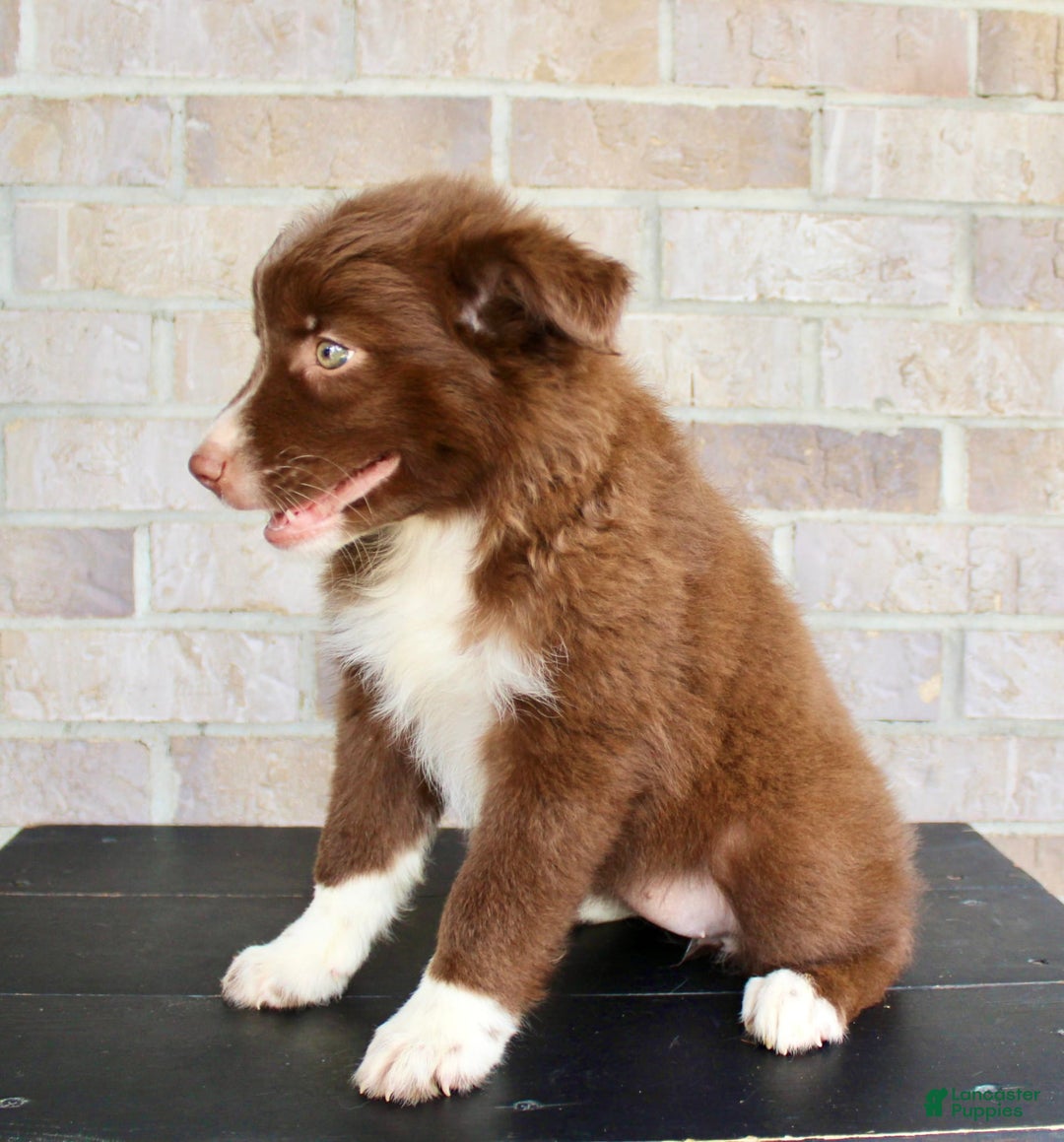 Australian Shepherd dogs for sale: Tracy - Image 5