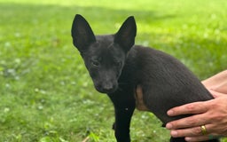 Belgian Malinois dogs for sale: Akc Certified Male 7 - Image 9