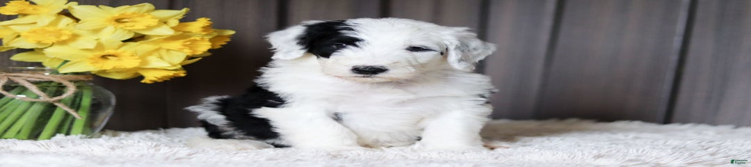 Tex