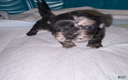 Cockapoo dogs for sale: Loco - Image 1