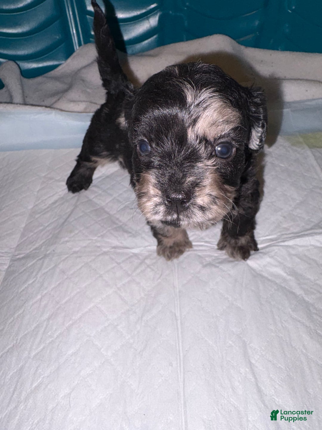 Cockapoo dogs for sale: Loco - Image 1