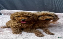 Toy Poodle dogs for sale: Greg - Image 4