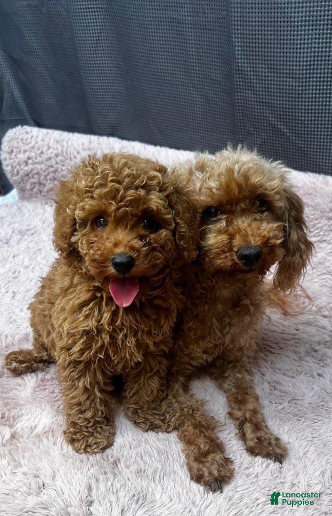 Toy Poodle dogs for sale: Greg - Image 4