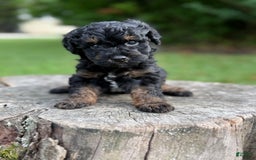 Maltipoo dogs for sale: Hudson - Image 7