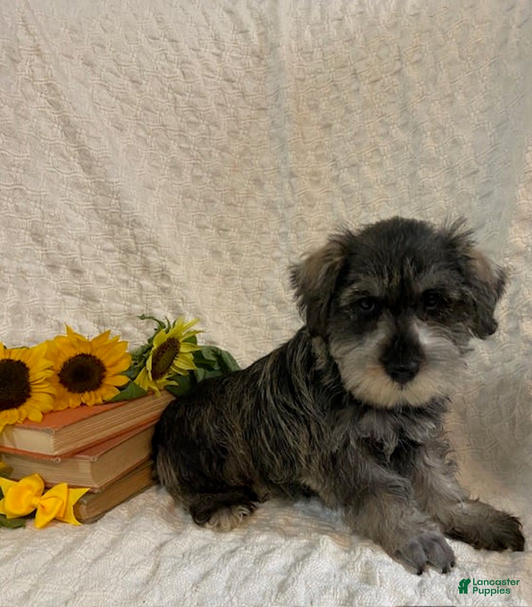 Miniature Schnauzer dogs for sale: Diamond - Image 4