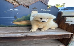 Samoyed dogs for sale: Roxie - Image 1