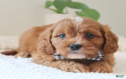 Cavapoo dogs for sale: Fynn - Image 3