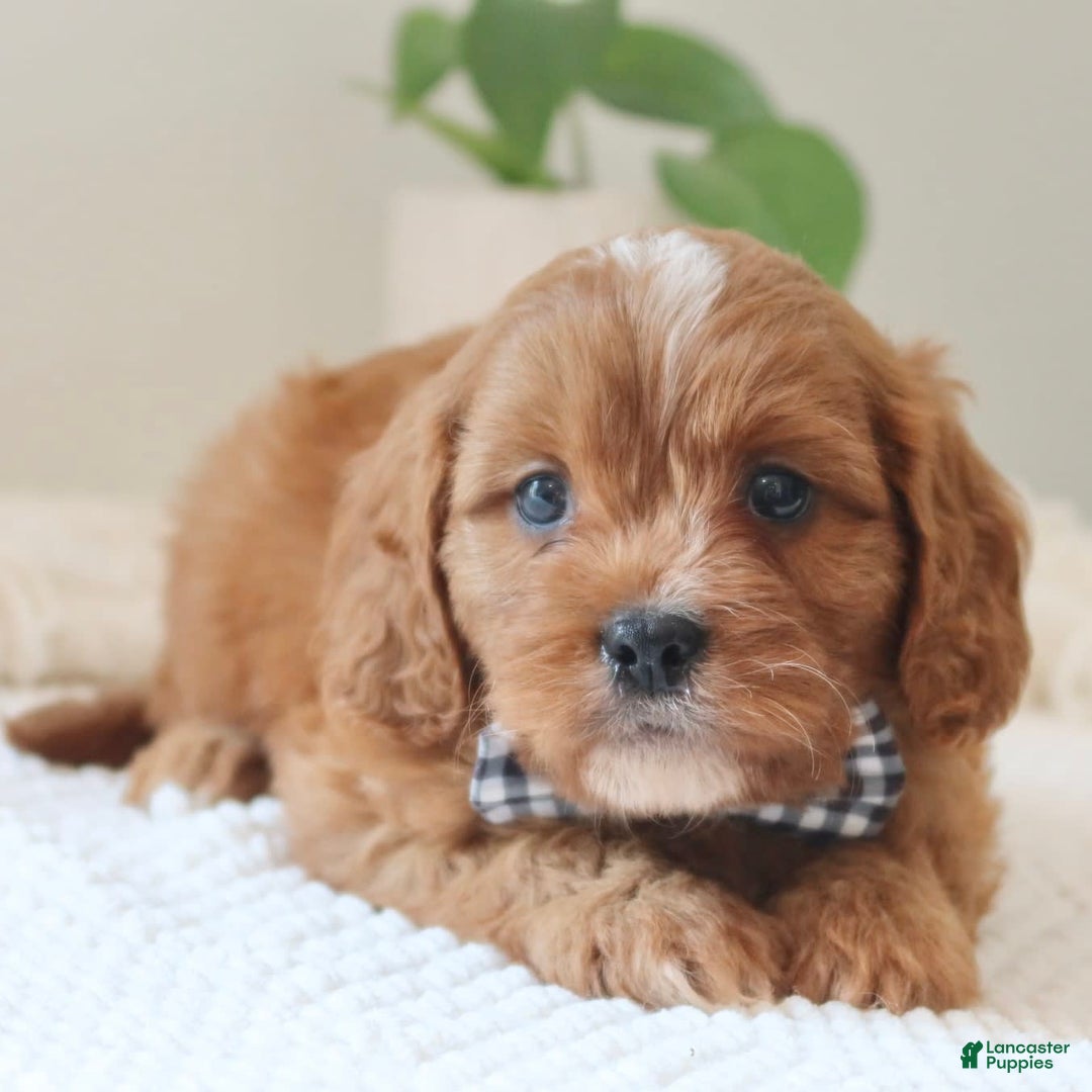 Cavapoo dogs for sale: Fynn - Image 3