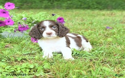 English Springer Spaniel dogs for sale: Pansy - Image 5