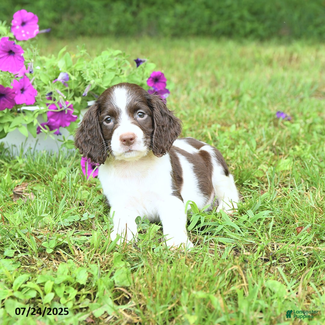 English Springer Spaniel dogs for sale: Pansy - Image 5
