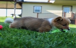 Welsh Corgi Pembroke dogs for sale: Garrett - Image 13
