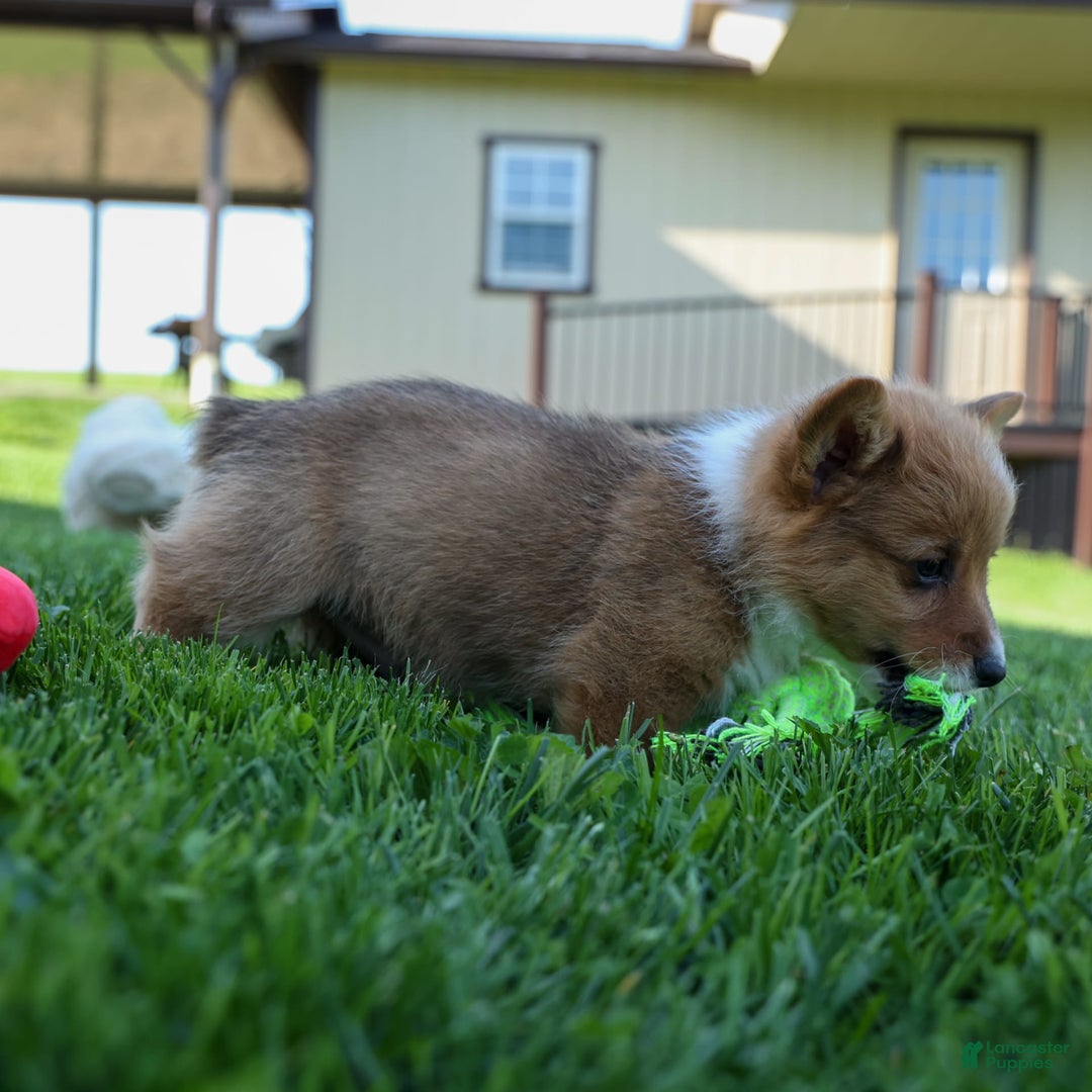 Welsh Corgi Pembroke dogs for sale: Garrett - Image 13
