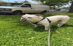American Staffordshire Terrier dogs for sale: Ryder - Image 5