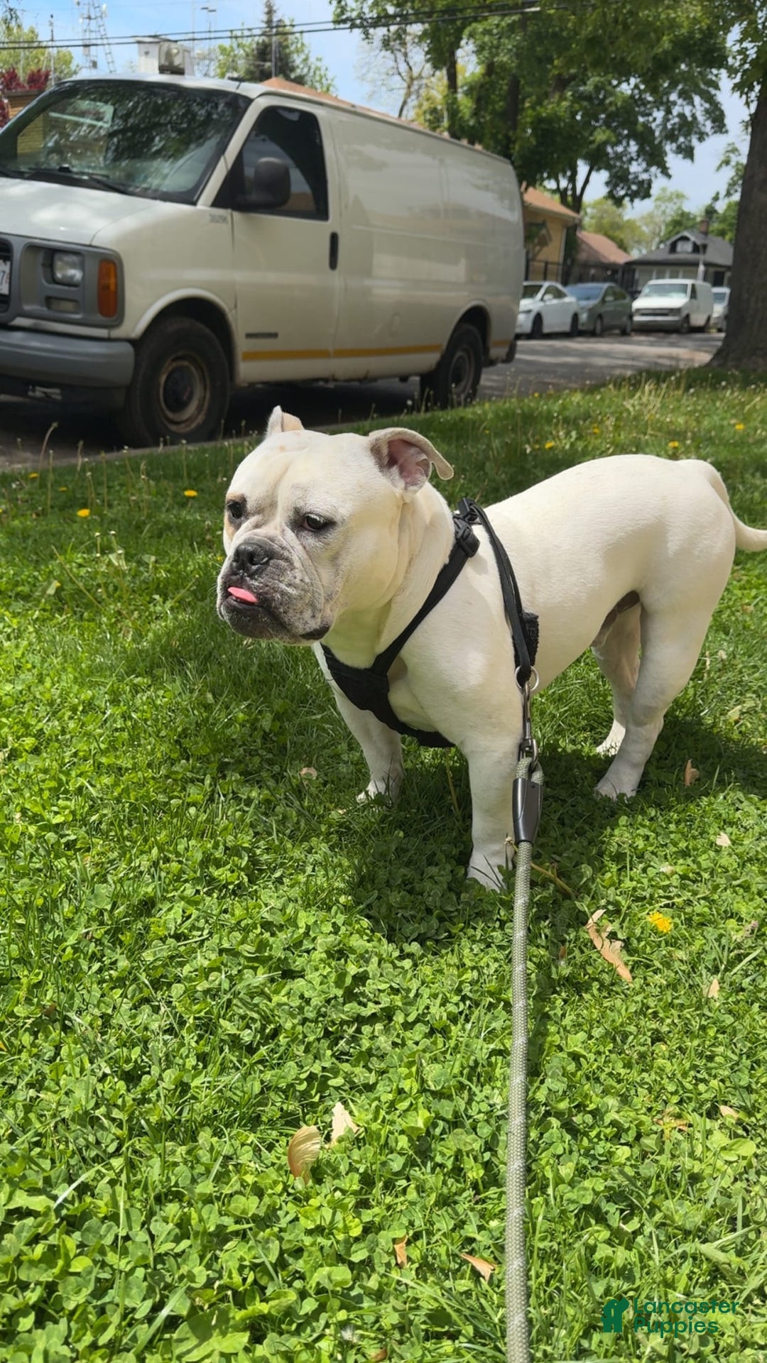 American Staffordshire Terrier dogs for sale: Ryder - Image 5