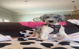 Cavapoo dogs for sale: Butterfinger - Image 9