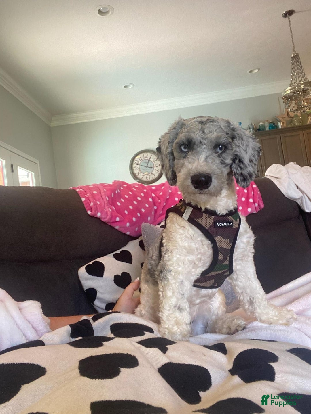 Cavapoo dogs for sale: Butterfinger - Image 9