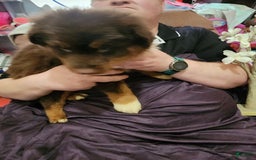 Australian Shepherd dogs for sale: Laura - Image 2