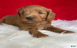 Mini Goldendoodle dogs for sale: Ollie - Image 2