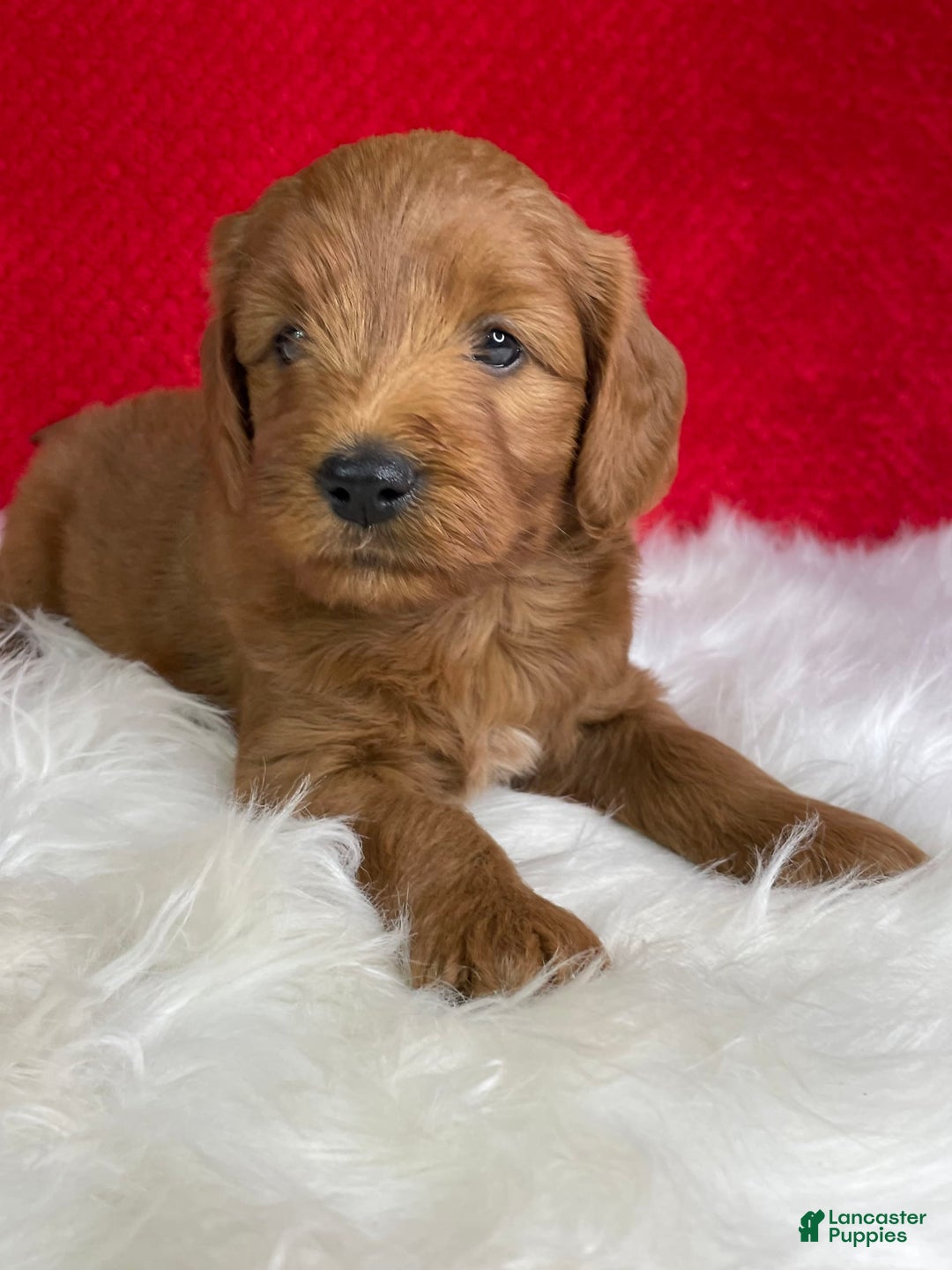 Mini Goldendoodle dogs for sale: Ollie - Image 2