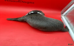 Cane Corso dogs for sale: ICCF Nyra - Image 4