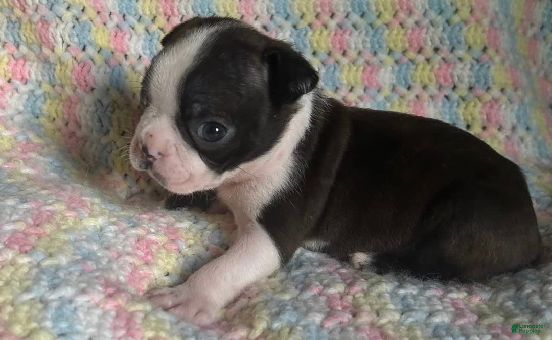 Boston Terrier dogs for sale: Ashe - Image 2