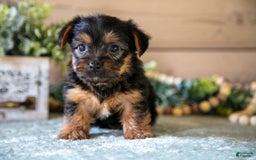 Yorkshire Terrier dogs for sale: Fox - Image 3