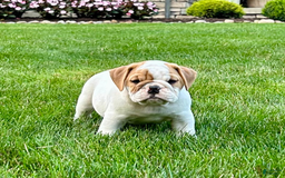 English Bulldog dogs for sale: Sampson - Image 2