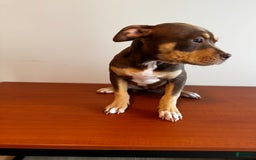 American Bully dogs for sale: Buttercup - Image 7