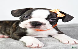 Frenchton dogs for sale: Franklin - Image 6