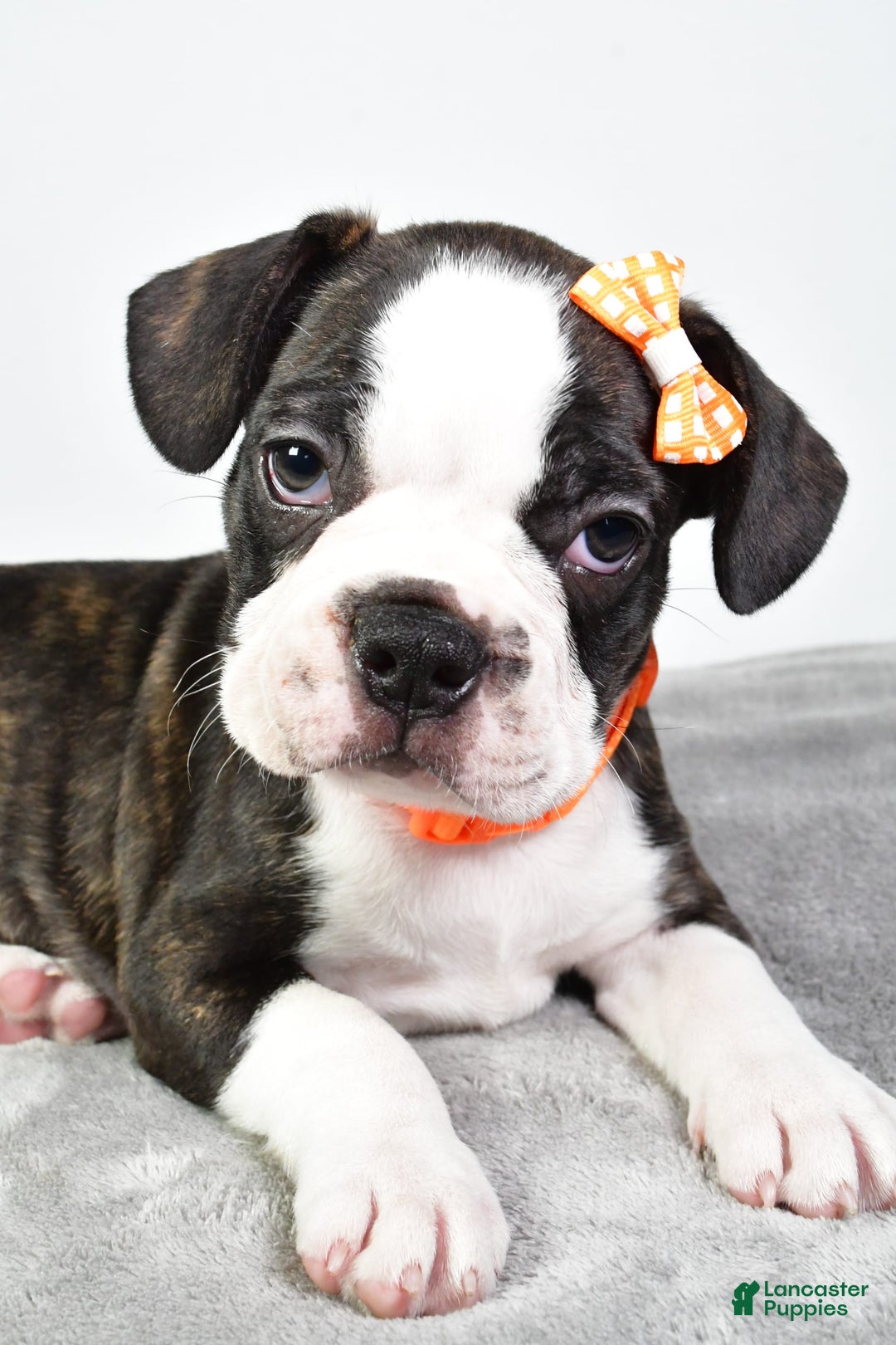 Frenchton dogs for sale: Franklin - Image 6