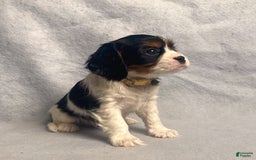 Cavalier King Charles Spaniel dogs for sale: Toby - Image 35
