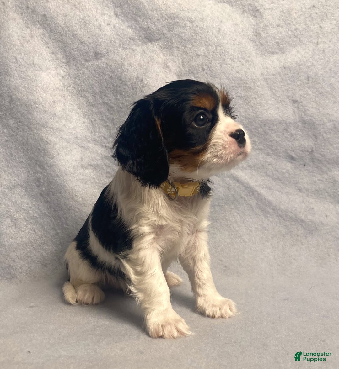 Cavalier King Charles Spaniel dogs for sale: Toby - Image 35