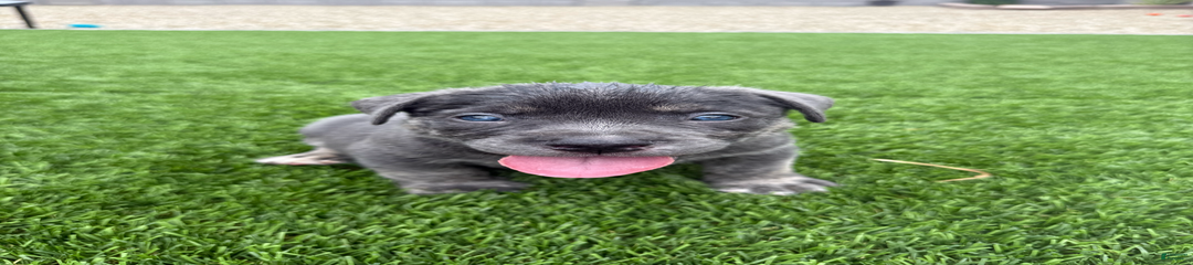 Buddy
