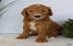 Goldendoodle dogs for sale: Zoey - Image 14