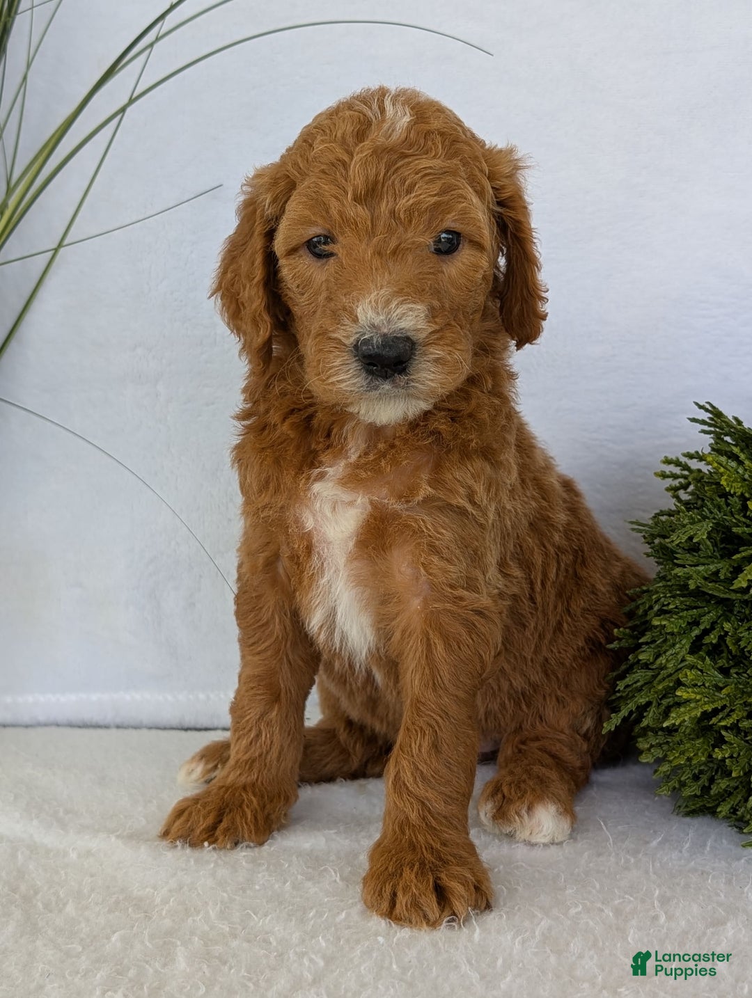 Goldendoodle dogs for sale: Zoey - Image 14