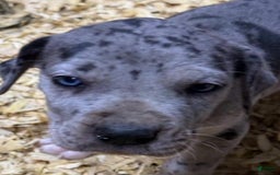 Great Dane dogs for sale: Lilly - Merle - Image 9