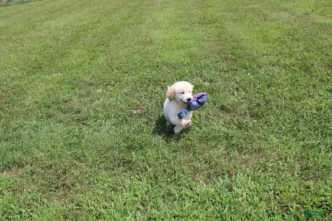 Golden Retriever dogs for sale: Eight Oclock - Image 12