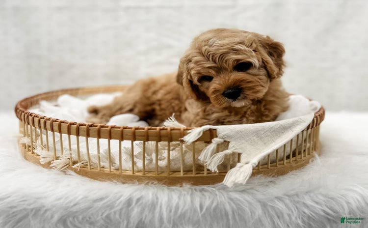 Cavapoo dogs for sale - Ad 3