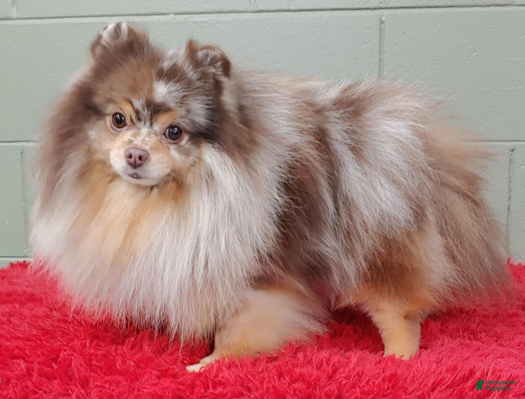 Pomeranian dogs for sale: Santiago - Image 9
